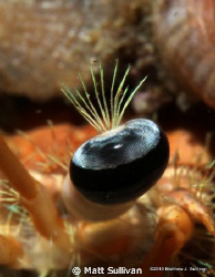 Hermit Crab Eye by Matt Sullivan 